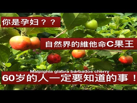 西印度櫻桃風水
