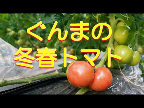トマトの疫病の蔓延を阻止する奇跡のヒント!  庭園