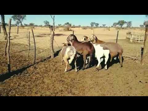 , title : 'Meatmaster Rams. Farming with meatmaster sheep. Namibia'