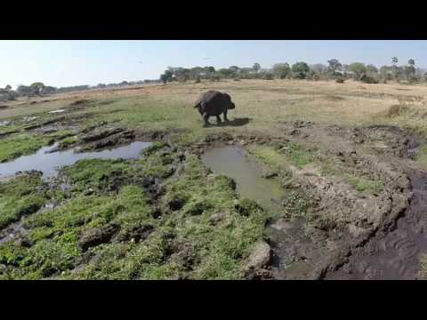 Man VS Hippo Chasing