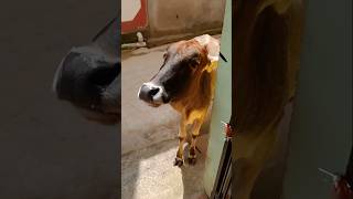 Download lagu #youtubeshorts #ytshorts bokeh full frame asli bokeh full frame asli 1 jam mp3 Download lagu #youtubeshorts #ytshorts bokeh full frame asli bokeh full frame asli 1 jam mp3