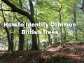How To Identify Common British Trees