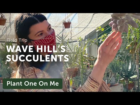 Tour WAVE HILL'S SUCCULENT Greenhouse — Ep. 214