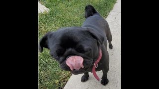 My Walking Buddy.