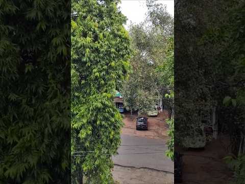 CHINTAN (climate change)