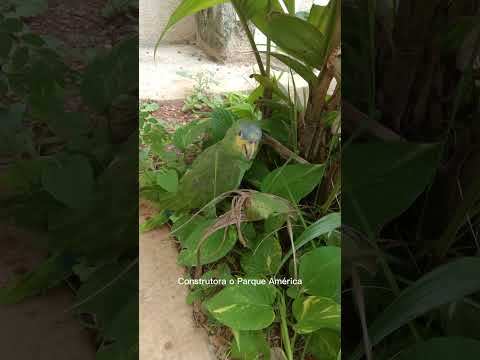 Empreendimento EBM construtora Parque América Trancoso Aparecida de Goiânia #corretagem