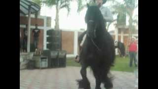 preview picture of video 'caballos bailadores- los patrones de la banda'