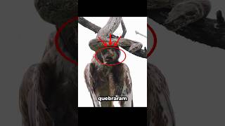 Quando o predador escolheu o alvo ERRADO #curiosidades #bichos #animais