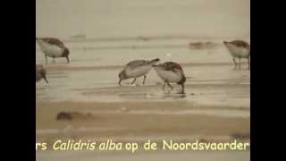 preview picture of video 'Drieteenstrandlopers Calidris alba op de Noordsvaarder, Terschelling, op 15 mei 2013'