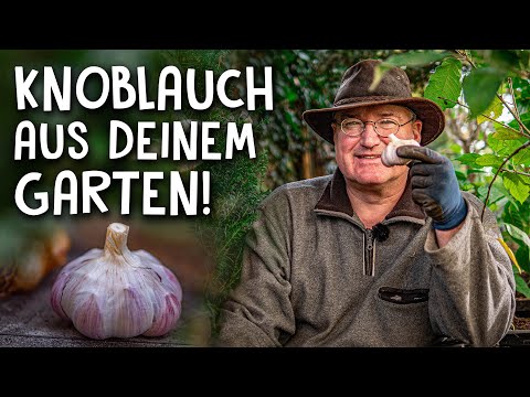 , title : 'Jetzt Knoblauch pflanzen & anbauen! 🧄 - Gewürze aus dem eigenen Garten'