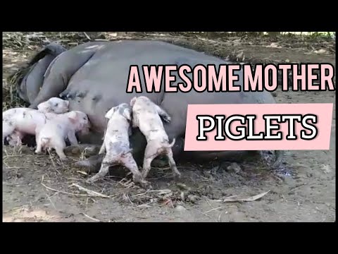 AWESOME MOTHER PIGS & THEIR PIGLETS BEING BORN
