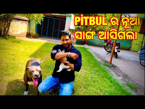 MINI ZOO ରେ Shihtzu dog || pitbul dog in odisha || bird lover odisha || dog market Odisha || #40