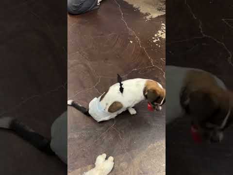 Giblet, an adopted Pug in New York, NY_image-1