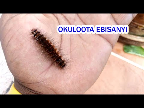 Okuloota Ebisanyi Ebinji Ebirooto Namakulu Gabyo