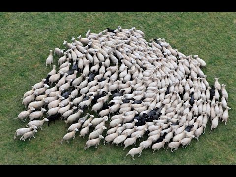 Gustave Le Bon: Crowd Psychology