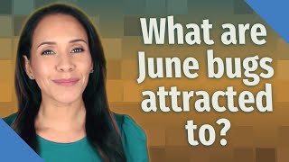 What are June bugs attracted to?