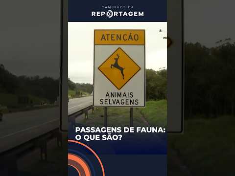 Caminhos da Reportagem | O que são 'passagens de fauna'?
