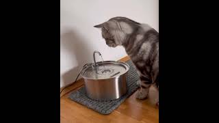 Kitty™ Trinkbrunnen
