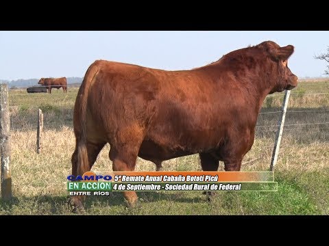 Angus - 5º Remate Anual Cabaña Bototí Picú -  Santiago Barcia