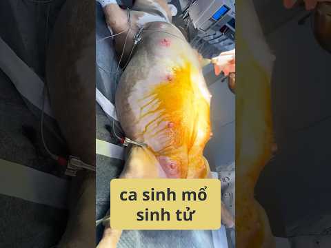 Cô Gái Mồ Côi Cứu Chó Mang Thai và cái kết bất ngờ!