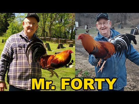 Mr. FORTY - Juan Santos JGB Beautiful Quality Birds
