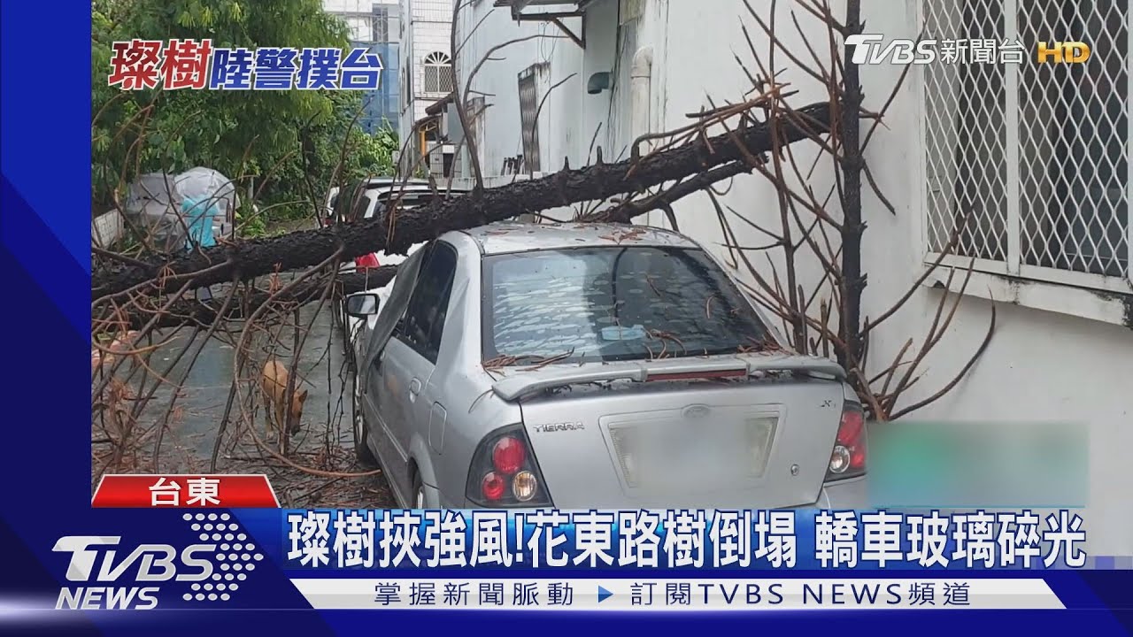 璨樹挾強風!花東路樹倒塌 轎車玻璃碎光
