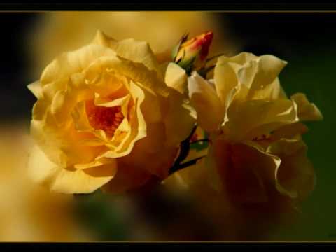 Yahya - Ya Ward Neue Version (Hochzeits Madih)