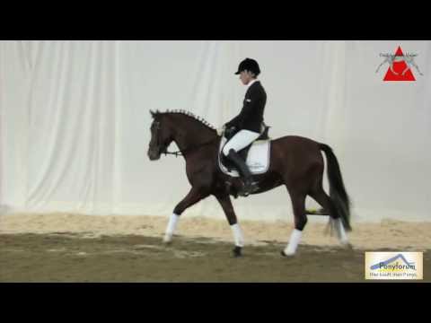 Kollektionspony 18.Sportponyverkaufstage CHA CHA CHA