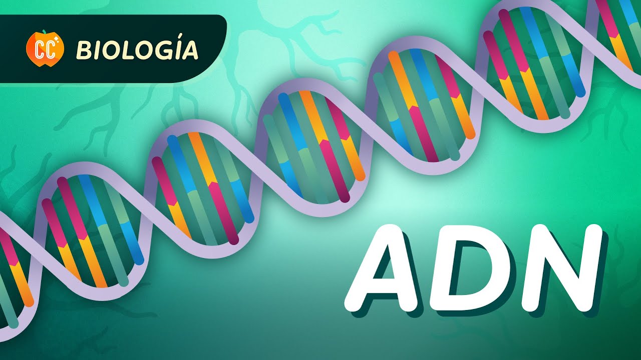 La escalera de caracol de la vida: Estructura y replicación del ADN: Crash Course Biología #33