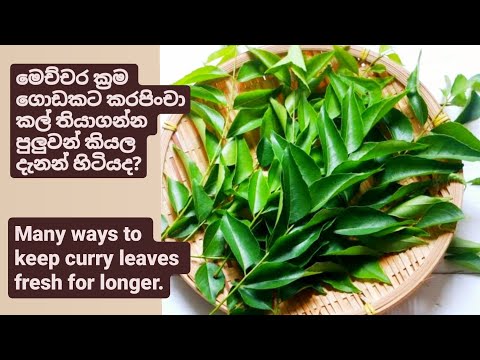 මෙච්චර ක්‍රම ගොඩකට කරපිංචා කල්තියාගන්න පුලුවන් කියල දැනන් හිටියද?keep curry leaves fresh for longer.