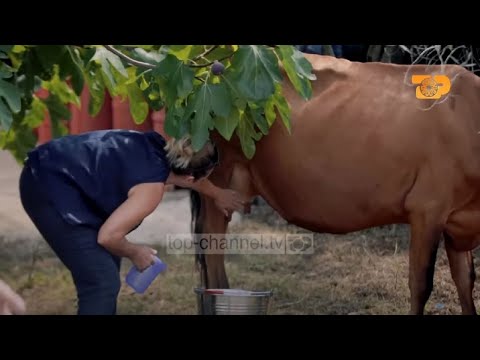 N’fermë: Lopa gjuan me shkelm Marjana Kondin, frikësohet Anxhela Peristeri “E Diell”,27 Shtator 2020