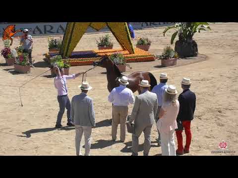N 16 WARD ALBIDAYER   2020 Menton Mediterranean and Arab Countries Arabian Horse Championship   Year