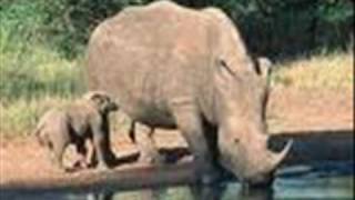 Aswad     Jahoviah's only  TRUTH