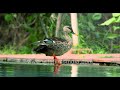 Wild Spotbill Duck Visits Swimming Pool Every Day For Its Constitutional Swim While Living In City