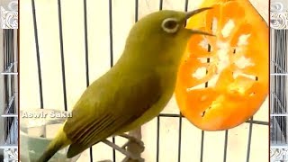 Download lagu Burung Kacamata | Pleci Roll Tembak Gacor Buka Paruh Suara Keras mp3 Download lagu Burung Kacamata | Pleci Roll Tembak Gacor Buka Paruh Suara Keras mp3