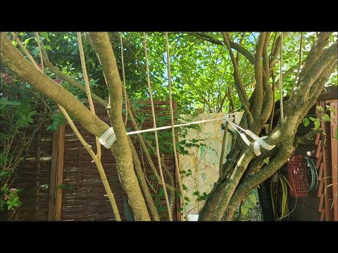 🌳 Baum binden. Schlauch oder Unterlage verwenden zum Rinde schonen. Große Äste befestigen