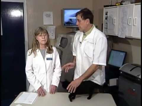 Pets That Drink Too Much Water: Kidney Disease and Toxicity (1 of 3)
