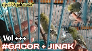 Download lagu Cipoh'gajah mada'#Gacor jinak ditangan. mp3