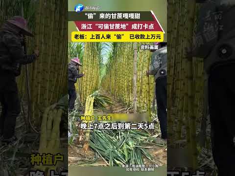 A \stealable sugarcane field\ in Zhejiang has become a check-in spot, with hundreds of people vis...
