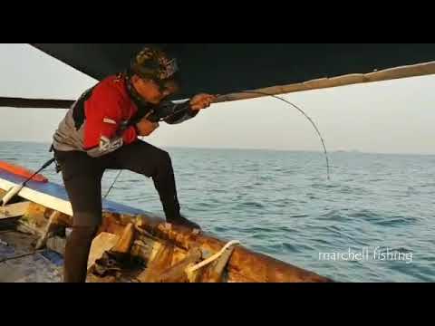 FUGU ARNIUS BC Reel BLACK SaltWater 7.1.1 JOSSSS narik Kerapu baboon by @dapurmancing #FUGU #arnius