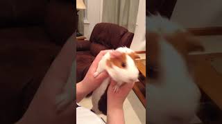 How NOT!!! to hold a GUINEA PIG!!!