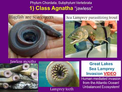 Biology 182 Lab 40b Phylum Chordata