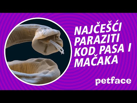 A babaférgek szeretnek kezelni