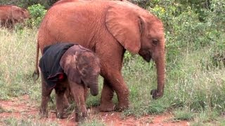 preview picture of video 'Ivory Orphans at the David Sheldrick Wildlife Trust in Kenya 2011'