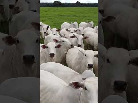 A Fazenda Ouro Verde de Alta Floresta já confirmou presença no Leilão Capital do Nortão!