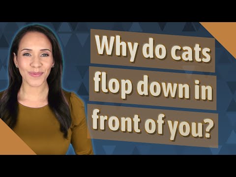 Why do cats flop down in front of you?