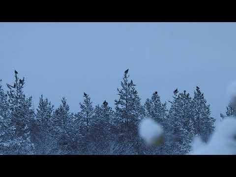 Latvalinnustus -21 osa 1: tiedustelu | Toppjakt -21 del 1:sök