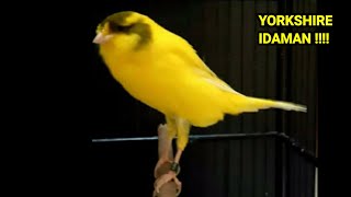 Download lagu best canary singing , canary singing champion , canary singing training !! mp3