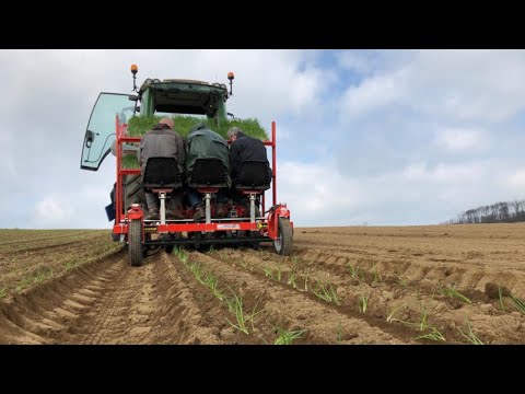 CHECCHI & MAGLI - BABY COMPACT-3 PLANTATION MINIMOTTES OIGNONS BIO - FRANCE