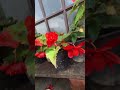 Cold Climate Flower S